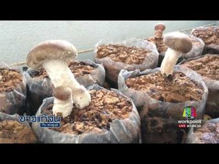 ข่าวแก้จน แอฟเห็ด | ข่าวเวิร์คพอยท์ |15 มิ.ย.60