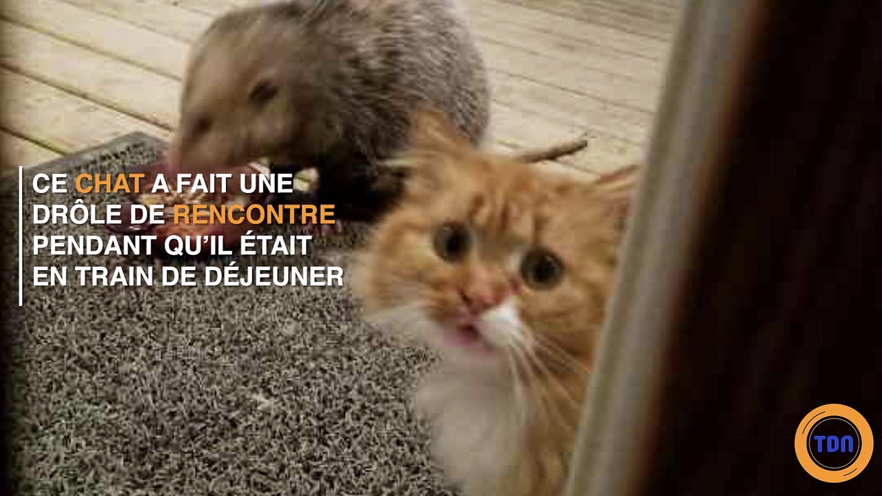 La réaction de ce chat confronté à un opossum qui lui vole sa nourriture est tout simplement géniale !