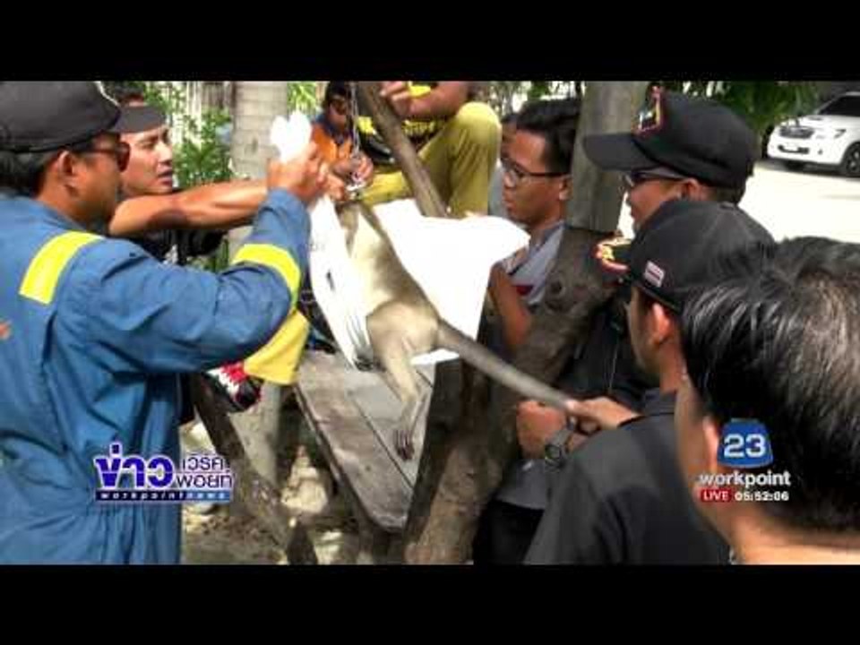 จนท.เร่งจับลิงคลั่ง ไล่กัดชาวบ้าน | ข่าวเวิร์คพอยท์ | 20 มิ.ย.60