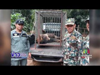 จนท บุกยึดผู้ลักลอบเลี้ยงสัตว์สงวน l ข่าวเวิร์คพอยท์ l 23 มิ.ย.60