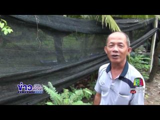 คนร้ายย่องขโมยต้นพันธุ์มะพร้าวน้ำหอม |ข่าวเวิร์คพอยท์| 26 มิ.ย.60