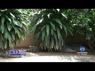 หนุ่มยโสธรเลี้ยงจระเข้ สร้างรายได้เดือนละ 2 แสน l ข่าวเวิร์คพอยท์ l 30 มิ.ย.60