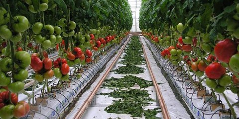 Hindistan Cevizi Kabuğunda Üretilen Domatesler Satışları Patlattı