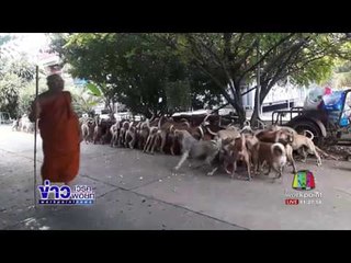 ทึ่งหมาวัดกว่า 200 ตัวเชื่อฟังคำสั่ง หลวงพ่อ l ข่าวเวิร์คพอยท์ เที่ยง l 10 ก.ค.60