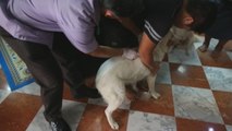 Tailandia vacuna a perros y gatos para erradicar un brote de rabia