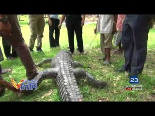 จระเข้ตัวผู้อาฆาต! เข้าฝันคนยิง “ฆ่าเมียทำไม” |เมืองไทยไก่โห่|6 ส.ค.60