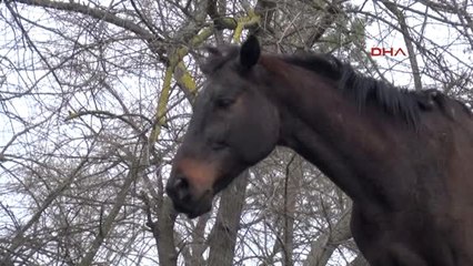 Edirne Taşkında Mahsur Kalan Atlar Açlıktan Poşet Yemiş