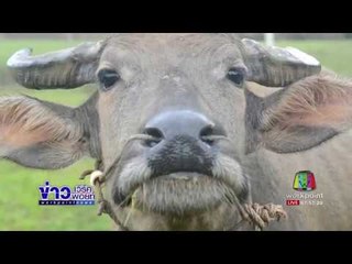 ตั้งรางวัล 1 แสนบาท นำควายบุญรอดมาคืน l ข่าวเวิร์คพอยท์ l 23 ก.ค.60