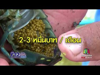 ข่าวแก้จน ชาวสวนยางหันมาเลี้ยงกุ้งล็อบเตอร์สร้างรายได้ | ข่าวเวิร์คพอยท์ | 27 ก.ค.60
