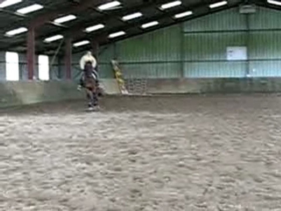 jument dressage KWPN  galop