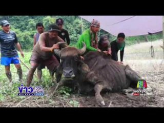 จนท. อุทยานฯ ตัดหัว วัวกระทิงชื่อ แม่มะลิ | ข่าวเวิร์คพอยท์ | 31 ก.ค.60
