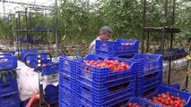Hindistan cevizi kabuğunda üretilen domatese yoğun talep - MUĞLA