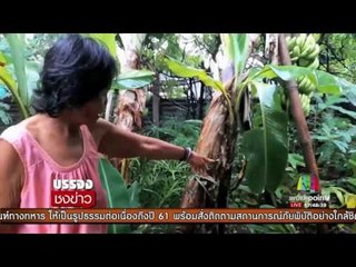 ยายเอาเงินฝังดิน 10 ปี บอกเข็ดแล้ว ต่อไปจะฝากธนาคาร | บรรจงชงข่าว | 26 ก.ค.60