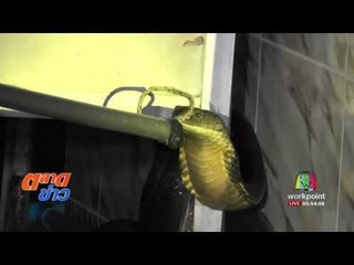 ผวา พบงูจงอางขนาดใหญ่ ซุกหลังตู้กับข้าว l ตลาดข่าว l 3 ส.ค. 60