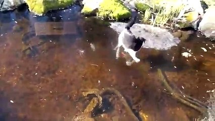Chat vs Poissons sous la glace