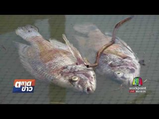 เกษตรกรเร่งขาย ปลานิลช๊อกน้ำตายเกลื่อนนับตัน l ตลาดข่าว l 9 ส.ค.60