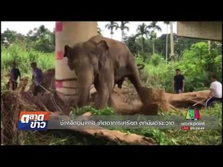 ช้างสีดอมงคล เกิดอาการเครียด ตกมันอาละวาด l ตลาดข่าว l 16 ส.ค.60