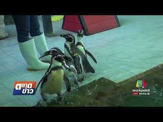 สวนสัตว์สงขลาโชว์เพนกวินพาเหรดและแมวน้ำแสนรู้ l ตลาดข่าว l 14 ส.ค.60