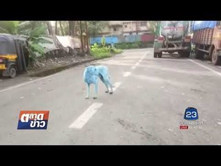 สุนัขจรจัดในอินเดียกลายเป็นสีฟ้า l ตลาดข่าว l 17 ส.ค.60