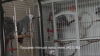 Говорящий попугай Григорий - 4 сезон, 2 серия