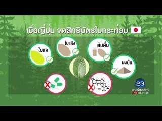 ปปส. ดันใบกระท่อม กินได้ - กัญชา วิจัยได้ | เมืองไทยไก่โห่ | 18 ส.ค. 60