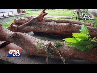 คนร้ายลักลอบตัดไม้พยุงในวัดอายุกว่า 100 ปี l ตลาดข่าว l 30 ส.ค. 60