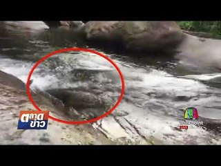 คลิปหาดูยาก ปลาแงะโผบิน ทวนน้ำ l ตลาดข่าว l 24 ส.ค. 60