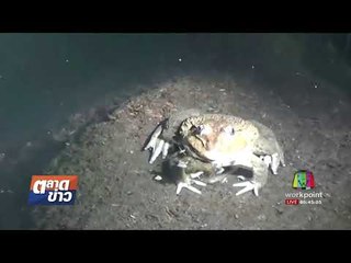 เร่งปรับปรุงเกาะคำชะโนดหลังน้ำท่วมใหญ่ l ตลาดข่าว l 22 ส.ค. 60