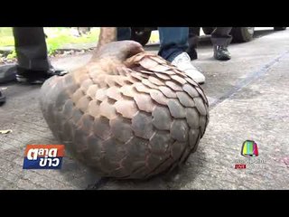 อุบัติเหตุรถชนกันขณะติดไฟแดง พบลักลอบขนตัวนิ่ม l ตลาดข่าว l 29 ส.ค. 60