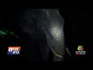 ระทึก ช้างป่าลงมากินผลไม้ใกล้บ้านคน l ตลาดข่าว l 29 ส.ค. 60