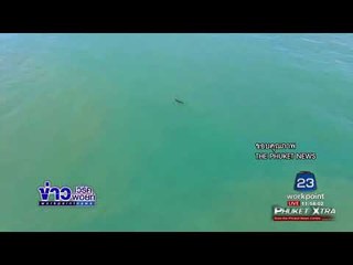 จระเข้ยาว 2 เมตร ว่ายน้ำหน้าหาดบางเทา “ภูเก็ต” | ข่าวเวิร์คพอยท์ | 30 ส.ค. 60