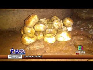 อยู่กันเป็นครอบครัว พบงูในบ้าน 14 ตัว I ข่าวเวิร์คพอยท์ I 14 ก.ย. 60