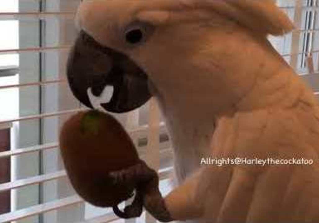 Dominating Cockatoo Defeats Helpless Kiwi