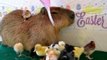 Festive Capybara Gets Into the Easter Spirit