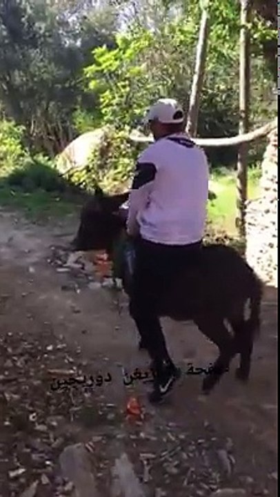 حصان انظر ماذا فعل بهذا الرجل ههههههههه