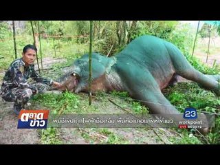 พบช้างป่าถูกไฟฟ้าช๊อตล้ม  พื้นที่อำเภอแก่งหางแมว l ตลาดข่าว l 18 ก.ย. 60