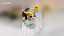 Just a cat enjoying a bath with rubber ducks