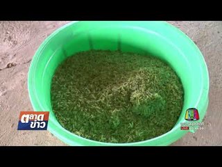 ชาวบ้านทำข้าวเม่าขายรับหน้าหนาวรายได้งาม l ตลาดข่าว l 29 ก.ย. 60