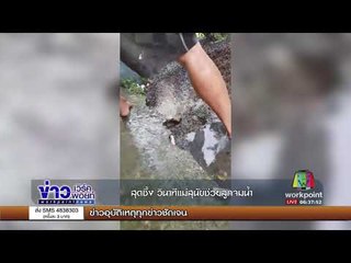สุดซึ้ง วินาทีแม่สุนัขช่วยลูกจมน้ำ | ข่าวเวิร์คพอยท์ |  26 ก.ย. 60