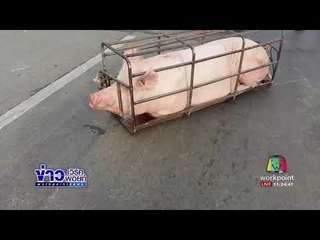 รถบรรทุกหมูพลิกคว่ำเกลื่อนถนน | ข่าวเวิร์คพอยท์ | 22 ก.ย. 60