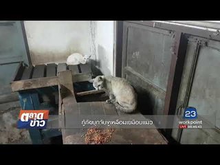 กู้ภัยบุกจับงูเหลือมเขมือบแมว l ตลาดข่าว l 27 ก.ย. 60