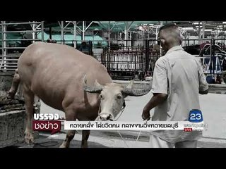 ควายคลั่ง ไล่ขวิดคน กลางงานวิ่งควายชลบุรี l บรรจงชงข่าว l 4 ต.ค.60