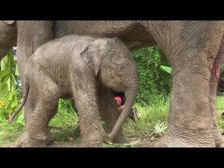 สุดน่ารัก ลูกช้างเกิดใหม่ ณ วังช้างอยุธยา แลเพนียด 'พังการเกต'