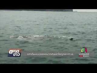 นทท แตกตื่นพบปลาฉลามวาฬขนาดใหญ่กลางทะเล l ตลาดข่าว l 10 ต.ค. 60