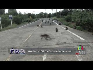 ลิงแสมกว่า100 ตัว ยึดถนนแย่งอาหาร นทท  l ข่าวเวิร์คพอยท์ l 4 ต.ค. 60