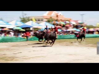 ประเพณีวิ่งควาย ปีที่ 146 หนึ่งเดียวในไทย หนึ่งเดียวในโลก