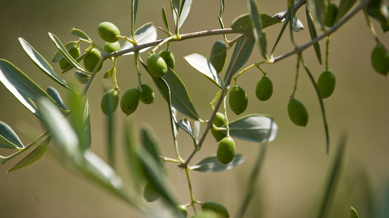 Xylella fastidiosa : one of the most dangerous plant-bactery in the world