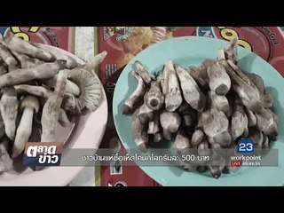 ชาวบ้านแห่ซื้อเห็ดโคนกิโลกรัมละ 500 บาท l ตลาดข่าว l 10 ต.ค. 60