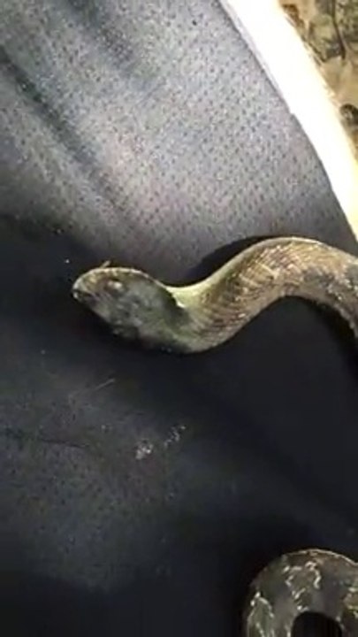 Regardez comment neutraliser un serpent en 1 seconde... Hop sur le dos