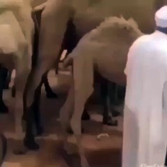 شاهد ماذا فعل الجمل بهذا الرجل هههههههههه